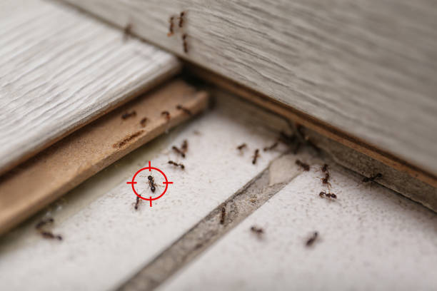 Best Residential Pest Control  in Milford City, CT